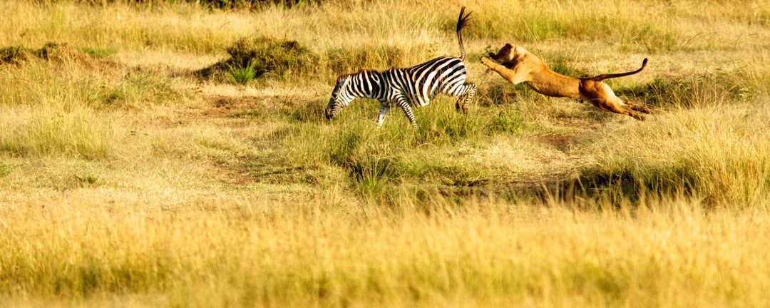 Zebra in a Lion Country